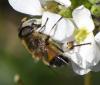 Eristalis similis